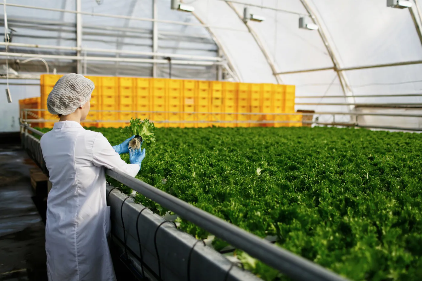 Food & Agriculture